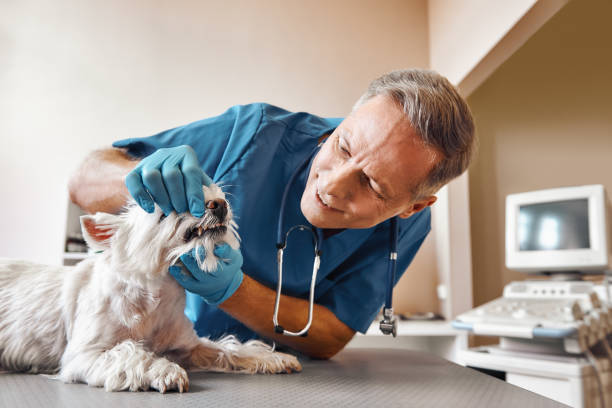 Best Same-Day Emergency Dentist in Bressler, PA